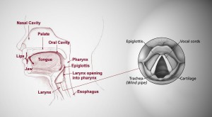 Anatomy of the Human Voice